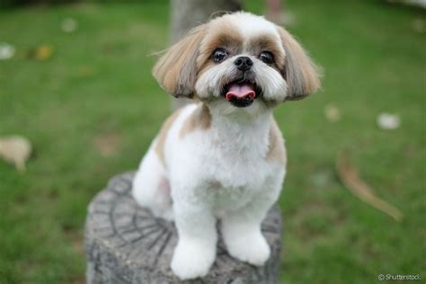 shih tzu tosado